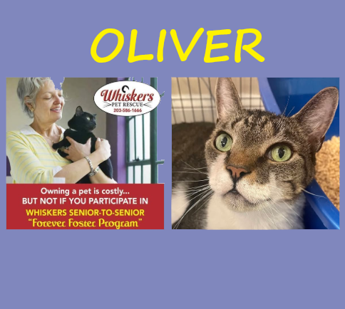 * Eligible for Our Senior-to-Senior Forever Foster Program! *14 year old Oliver.
If you’re 65+ and live in Southbury or a nearby town, you may qualify to give this sweet boy a loving home—with Whiskers covering his care. Learn more at: whiskerspetrescue.org/senior-program