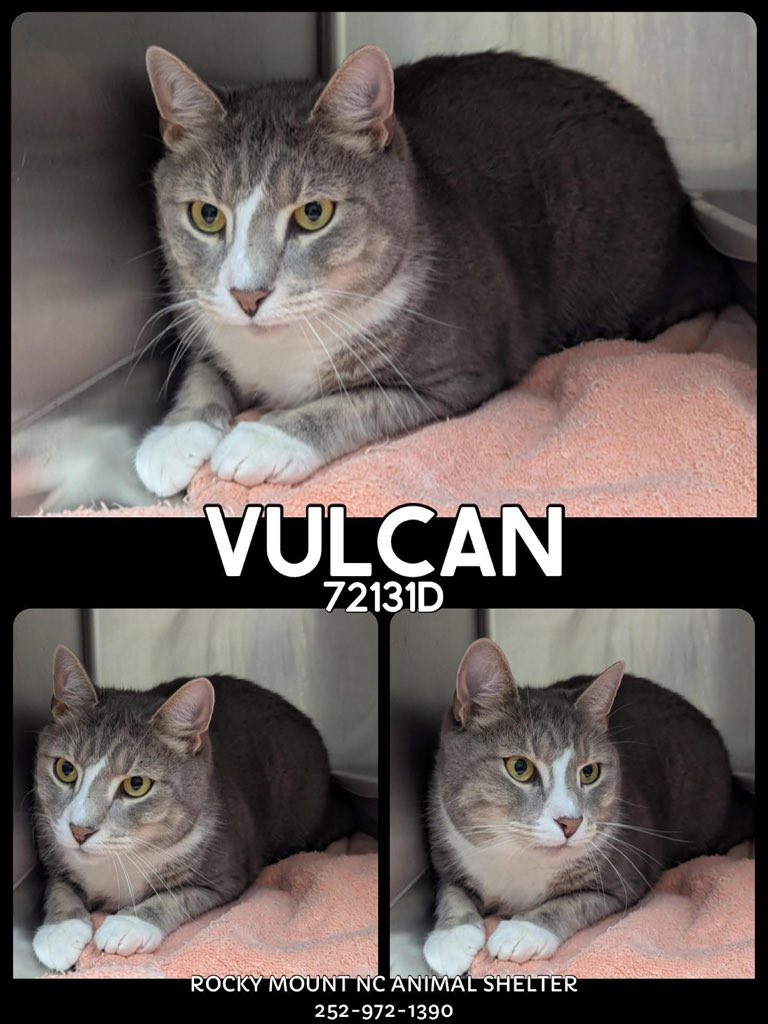 🚨 8 New Cats &amp; Kittens 🚨
#RockyMount #NorthCarolina
These sweet 🐱 NEED PLEDGES , rescue, or adopters fast 🔥 available now but cats don’t get much time here either. More 📸 &amp; ℹ️ on shelter’s 🔗 RManimal.petfinder.com Please share, pledge, or foster or adopt if you can 🙏🏽🏡♥️