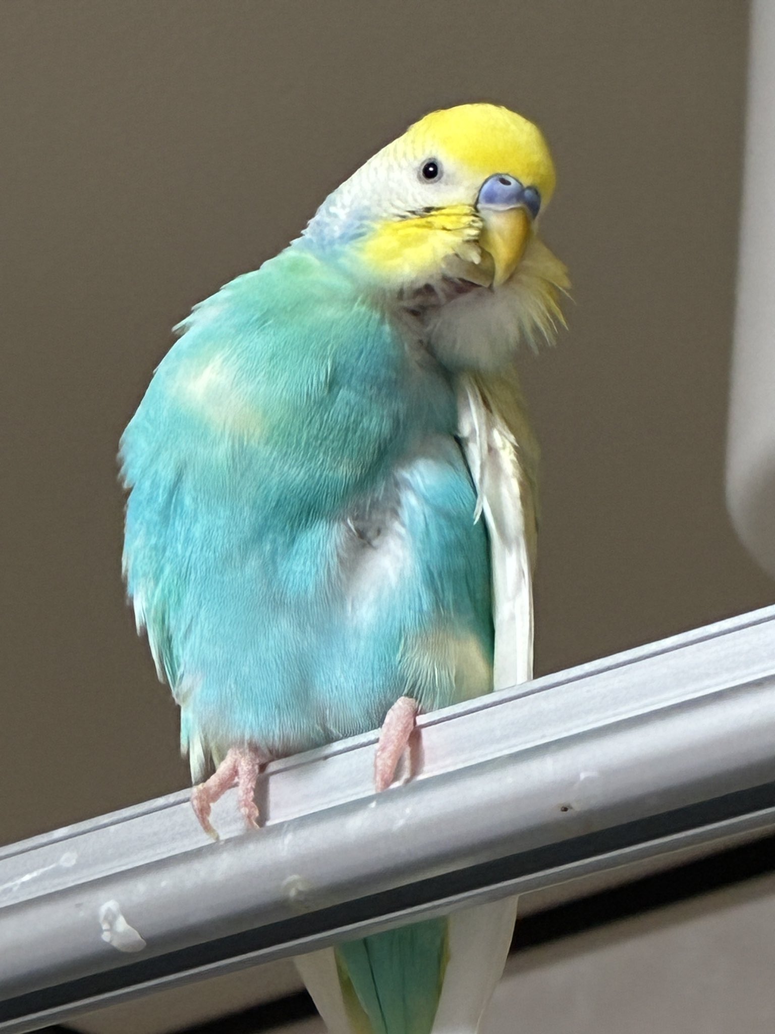 インコ hq720.jpg?sqp=-