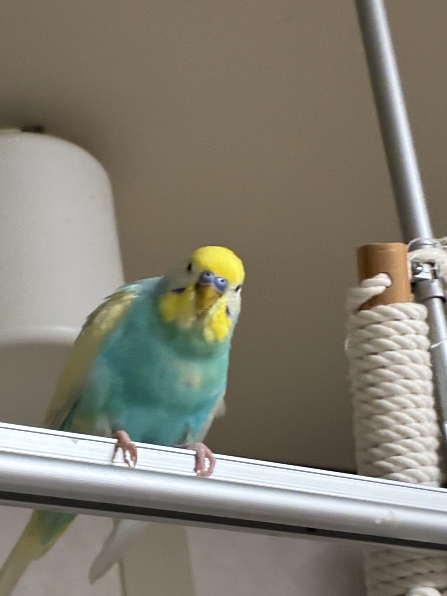 インコ hq720.jpg?sqp=-