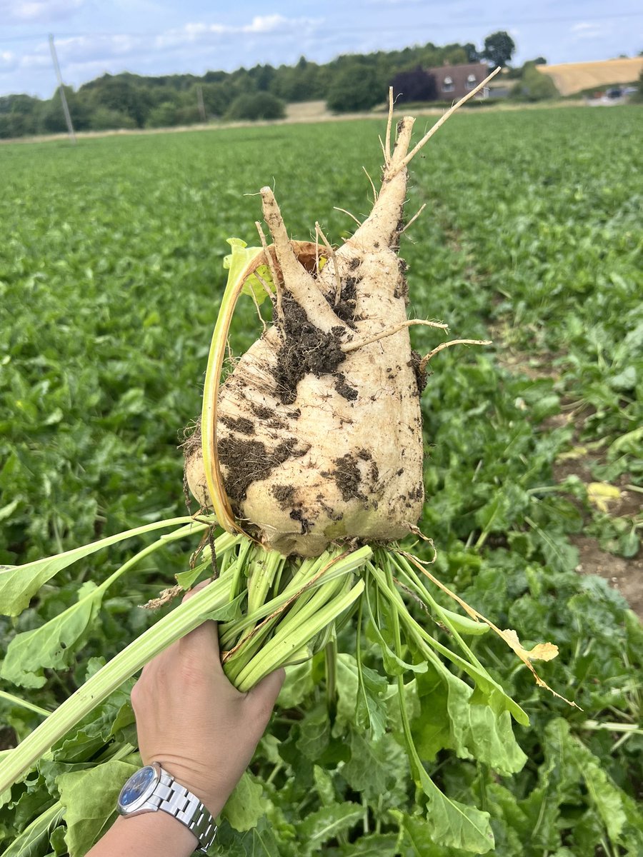 Katherine Cross tweet media