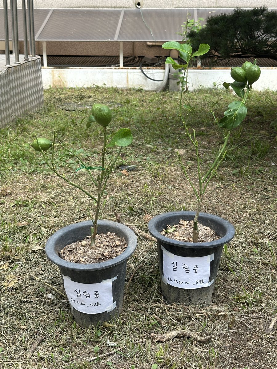 무려!!! 20년지기 친구들을 만났어요
다들 올곧게 커서 참 뿌듯해요
물론 내가 젤 막내. 01년생이 막내?
친구 하나하나가 소중할 나이라 더 애뜻해요
트친님들도 소중하답니다..
그럼 행복한 7월 보냈길 바래요!
8월도 행복하세요