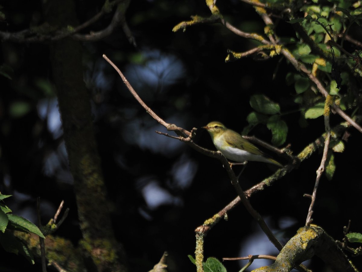 Harry's Birds & Wildlife tweet media