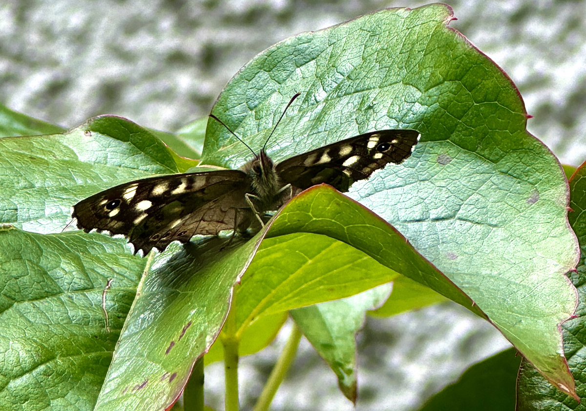 Ready to take off. #SpeckledWood #Newbridge