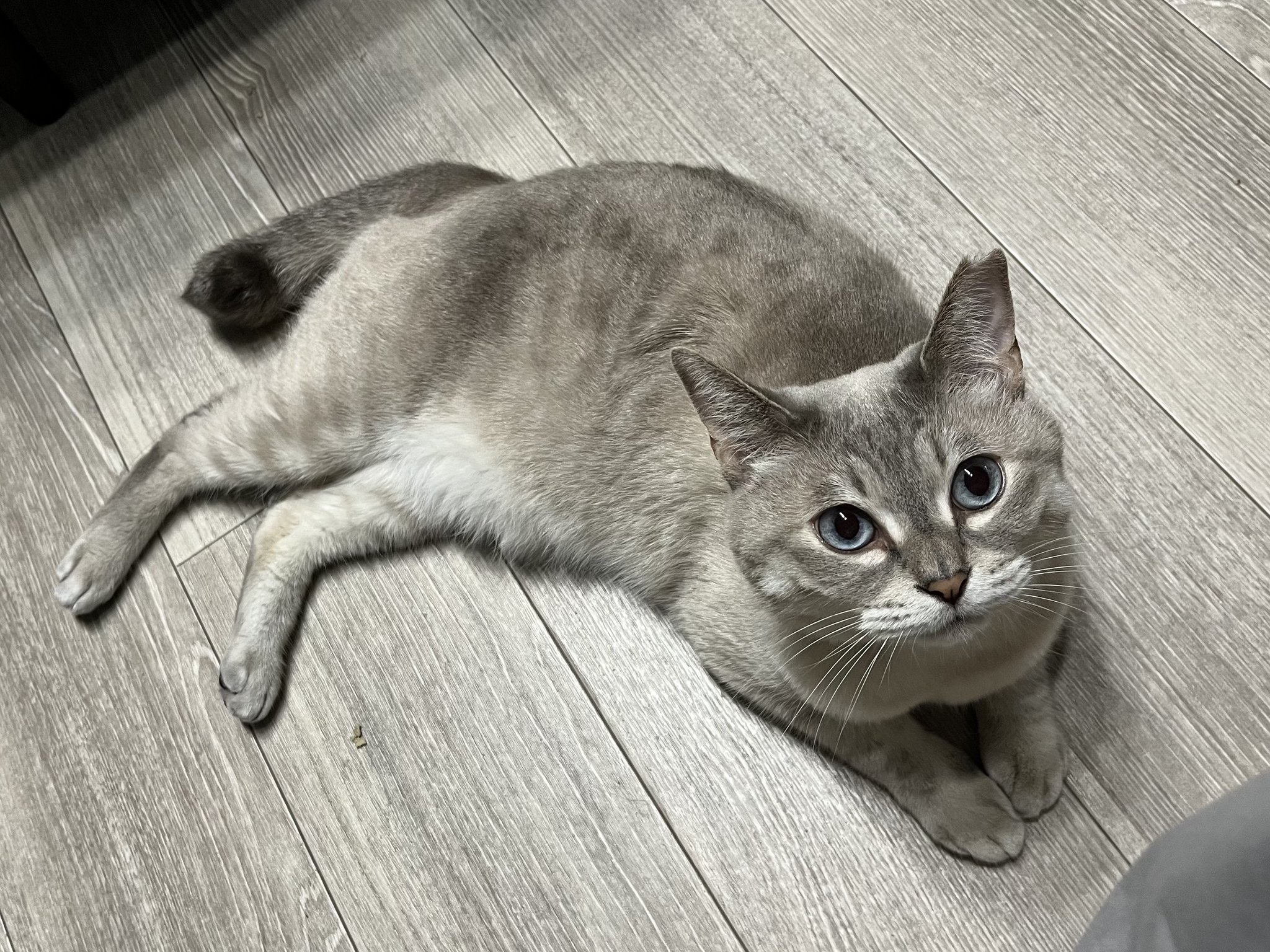ねこりーさん jz002-01.jpg