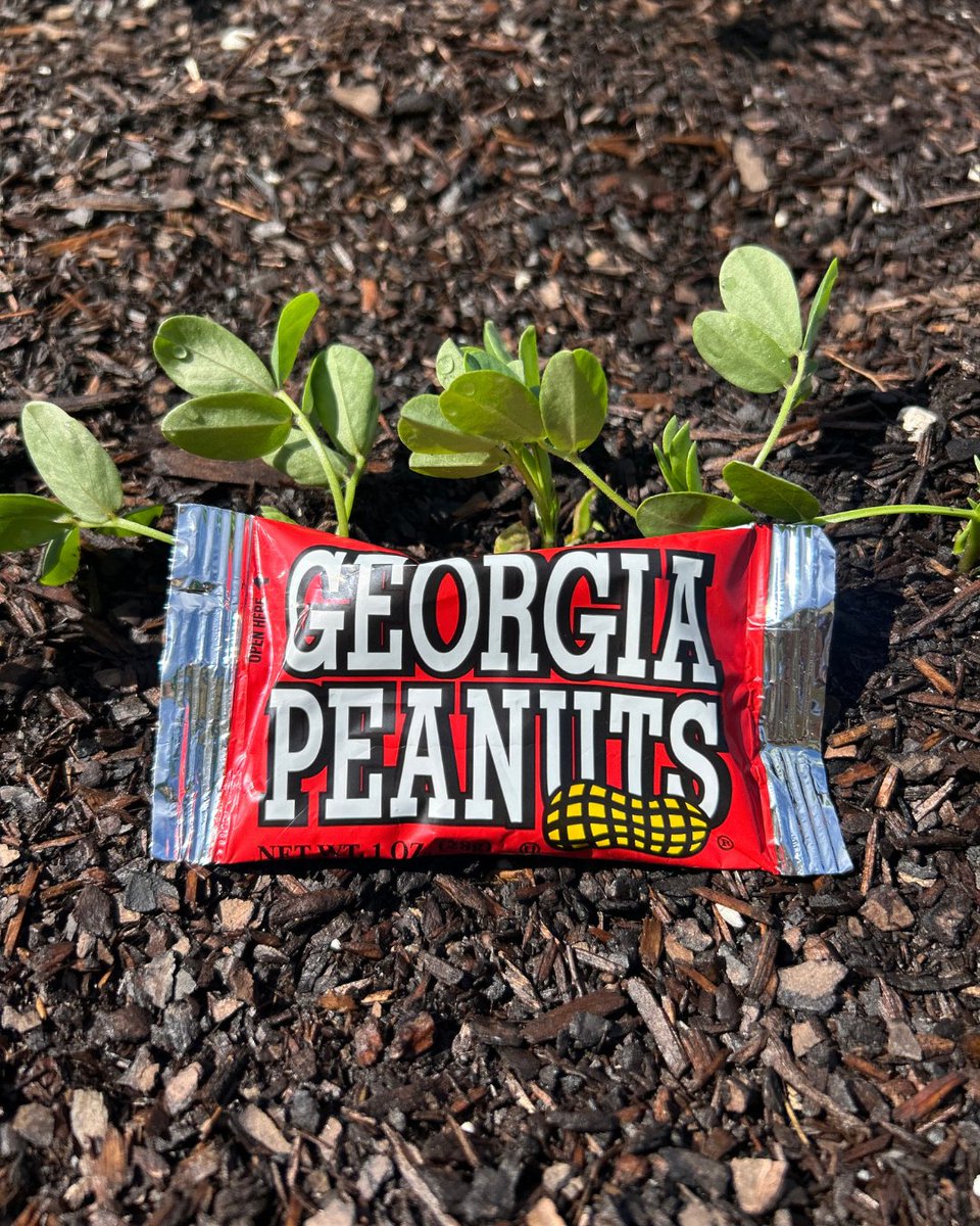 Back-to-school season is here! Our new 1 oz. peanut packs are the perfect lunchbox snack—packed with protein and nutrients to keep your kids full and focused. Grab yours here: bit.ly/4l9FF87