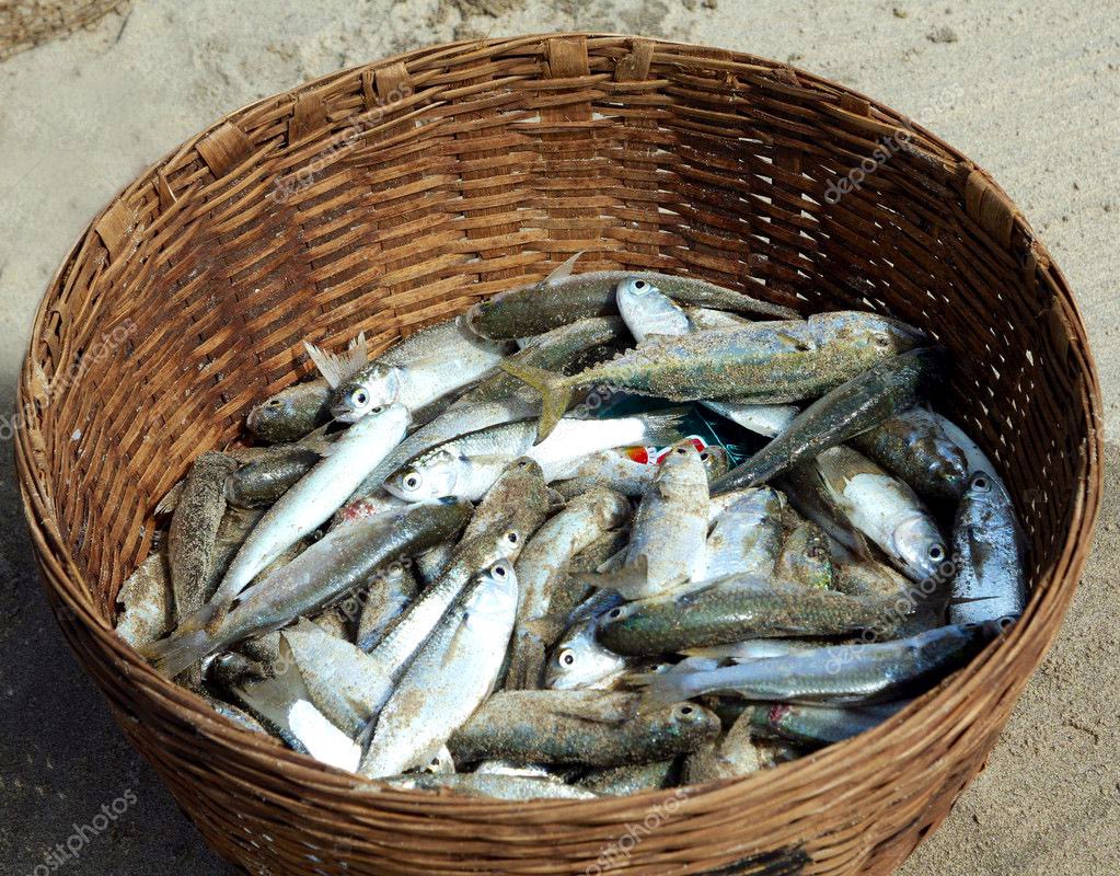 «Sentándose, recogen los peces buenos en canastos, y los malos los tiran» (Mt 13,48).  Discernir es “sentarse”. Y con la luz de Dios identificar y distinguir entre lo que es verdadero y lo que no lo es, entre lo correcto y lo incorrecto, lo justo y lo injusto, lo bueno y lo malo.