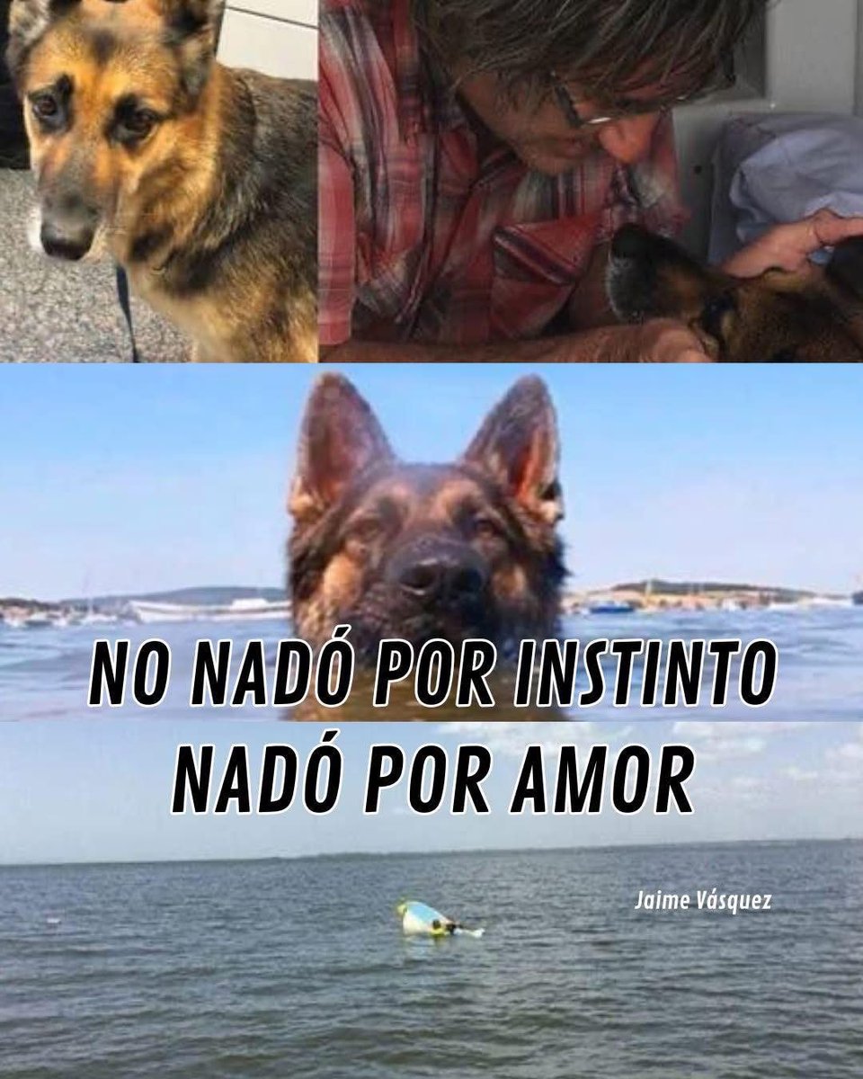 En #Australia 🇦🇺 , un pescador avistó algo extraño en medio del mar: un perro nadando solo, exhausto, muy lejos de la costa...

Al rescatarlo, notaron que llevaba puesto un chaleco salvavidas. Al investigar, se reveló la historia detrás:

La familia de la perrita, llamada Heidi,