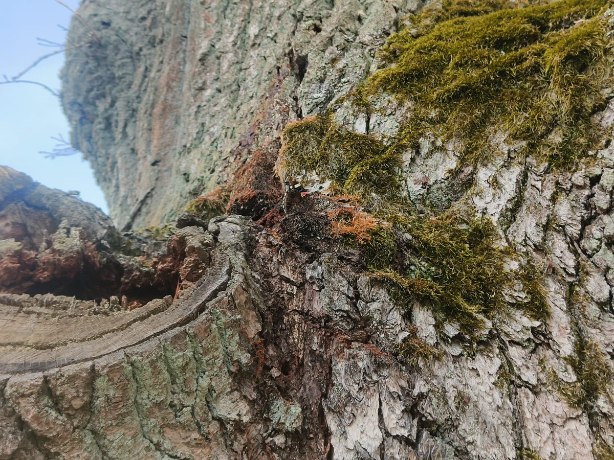 TurkuStreets's tweet photo. Vaikka Gränsbackankujalla oli uusia asuintaloja, ihan vanha tammi oli jätetty paikoilleen. Siinä tanssivat tänään iltapäivällä nuo vaeltajaperhoset, amiraalit. Kyllä se löytyy kuvasta. 😊 #gränsbackankuja #ruohonpää #turku #everystreetofturku #crazyhobby https://t.co/krDlQpQ4l1