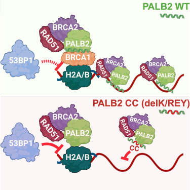 Online Now: PALB2 and 53BP1 govern post-resection homologous recombination DNA repair dlvr.it/TMD4rW