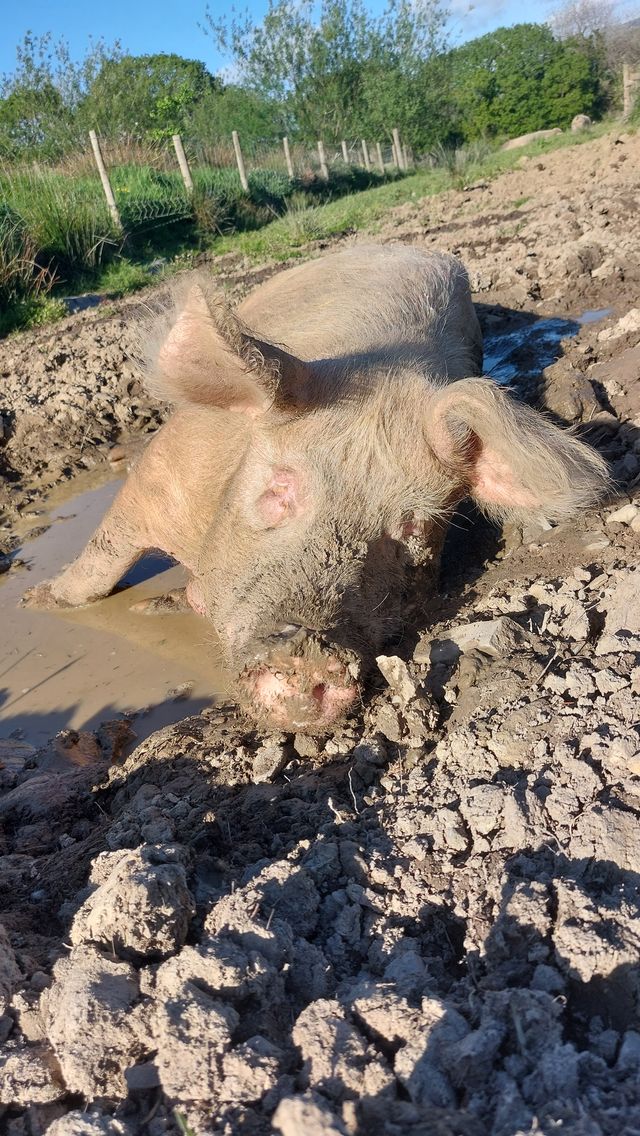 Kim Rathbone (@rathbonekim) on Twitter photo Pigoneer Pig Of The Day Nelly!
Nelly in full chillax wallowing mode!
And is she going to move anytime soon?
I think it's safe to say not on your nellieπ
Join the Pigoneers help support Nelly & the other 98 rescue pigs <a href="/BTWsanctuary/">Beneath The Wood Sanctuary β π Pigoneer</a>
Only Β£2.50a monthβ¬οΈ globalvegancrowdfunder.org/pigoneer-2000-β¦ Pigoneer Pig Of The Day Nelly!
Nelly in full chillax wallowing mode!
And is she going to move anytime soon?
I think it's safe to say not on your nellieπ
Join the Pigoneers help support Nelly & the other 98 rescue pigs <a href="/BTWsanctuary/">Beneath The Wood Sanctuary β π Pigoneer</a>
Only Β£2.50a monthβ¬οΈ globalvegancrowdfunder.org/pigoneer-2000-β¦
