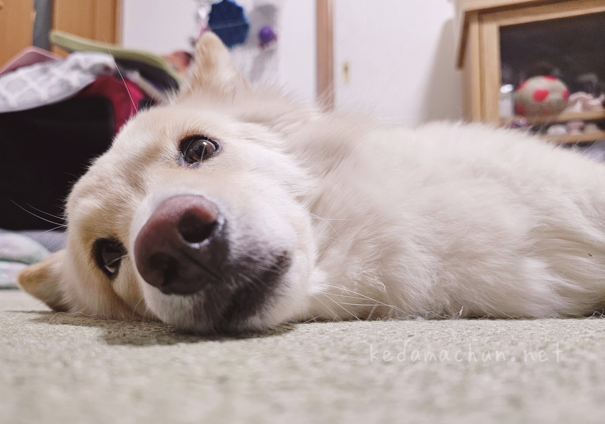 雑種犬つるちゃん🐶と猫🐱🐱 on X: 