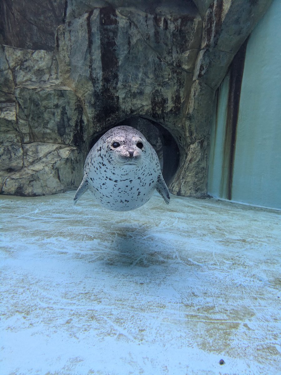 スカイkawaii祭りだった日
(いつも可愛いけど)
#男鹿水族館 #男鹿水族館GAO #ゴマフアザラシ #スカイ