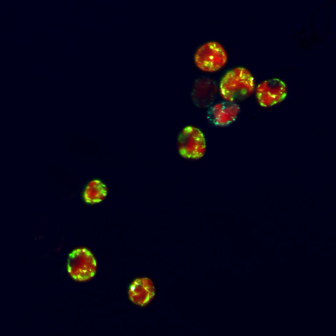 news.climate.columbia.edu/2025/07/30/tin…

Tiny Giants: Marine Microbes' Pivotal Role in the Ocean's Future