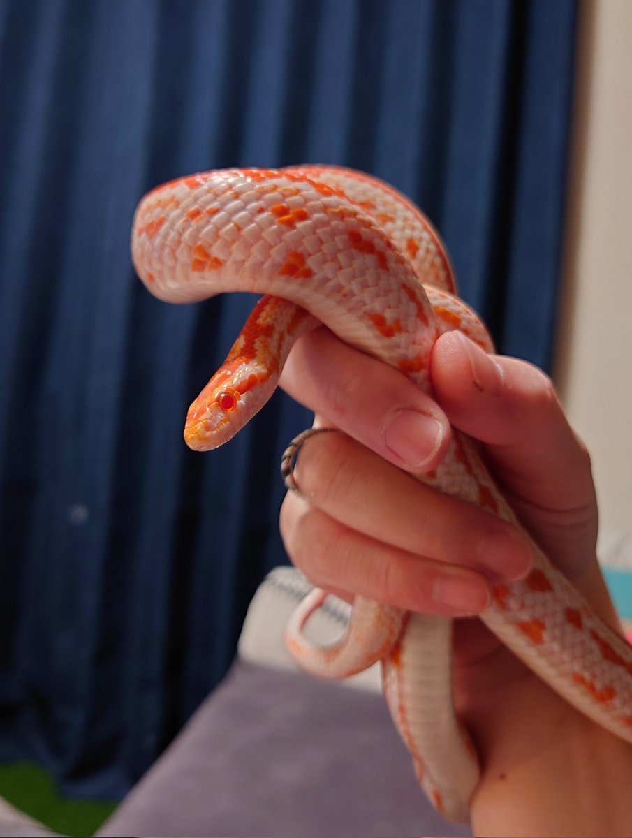 ぶっとくなったね、にょろ美さん！