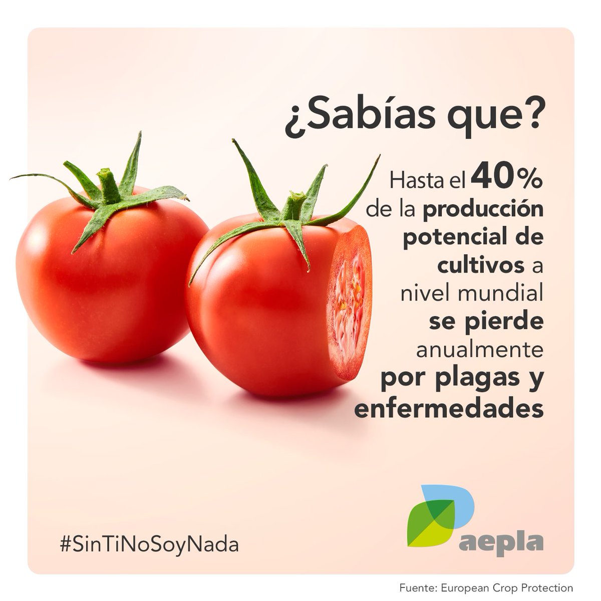 El desarrollo de medidas para garantizar la sanidad vegetal de tus cultivos 🌱🔍 es esencial para evitar los efectos negativos de plagas y enfermedades 🐛

Sin los cuidados adecuados estas pérdidas podrían duplicarse.

#SinTiNoSoyNada 💚
