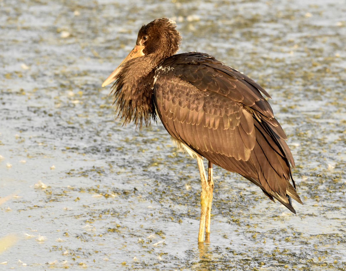 barry woodhouse (@digiscoper) on Twitter photo The boyton juvenile black stork showing well in the very early morning light this morning 31/07/25 <a href="/GrahamDenny9/">Graham Denny</a> <a href="/Rice1John/">John Rice</a> <a href="/trochytracker/">John Walshe</a> <a href="/BTO_Suffolk/">BTO Suffolk</a> <a href="/BirdGuides/">BirdGuides</a> <a href="/RareBirdAlertUK/">RareBirdAlertUK</a> The boyton juvenile black stork showing well in the very early morning light this morning 31/07/25 <a href="/GrahamDenny9/">Graham Denny</a> <a href="/Rice1John/">John Rice</a> <a href="/trochytracker/">John Walshe</a> <a href="/BTO_Suffolk/">BTO Suffolk</a> <a href="/BirdGuides/">BirdGuides</a> <a href="/RareBirdAlertUK/">RareBirdAlertUK</a>