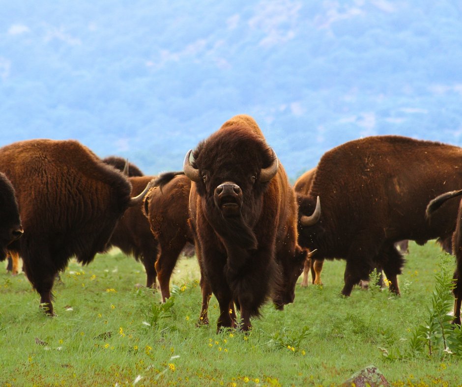 SamNobleMuseum's tweet image. ✨B is for Bison✨
Once roaming in the millions, bison shaped North America's grasslands and supported Indigenous lifeways for generations.

 #butterfliesofinstagram #learnmore #bison #town #herds