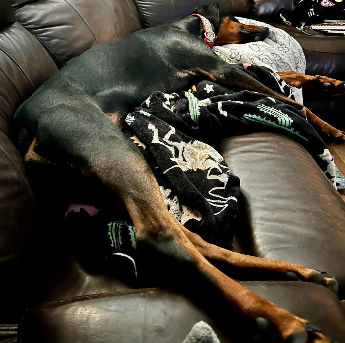 Very tired Doberman. ♥️
