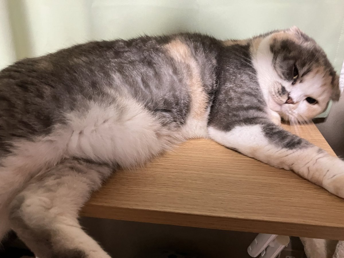 ねこ ひろ🍵🍉(SDK)😸🐈 on X: 
