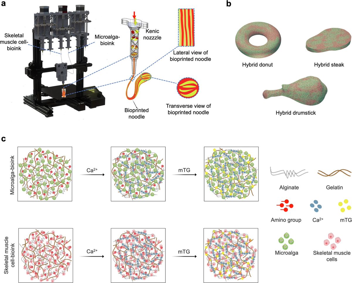 tk_ozawa's tweet image. Interesting work by Maharjan et al. (2025) on the 3D #bioprinting of plant and animal cell-based hybrid food, especially noodles🍜 that are made of 30–40% #microalgae (#Chlamydomonas or Chlorella) and 60–70% muscle cells (C2C12 or chicken #myoblasts) 🧐.
🔗nature.com/articles/s4146…