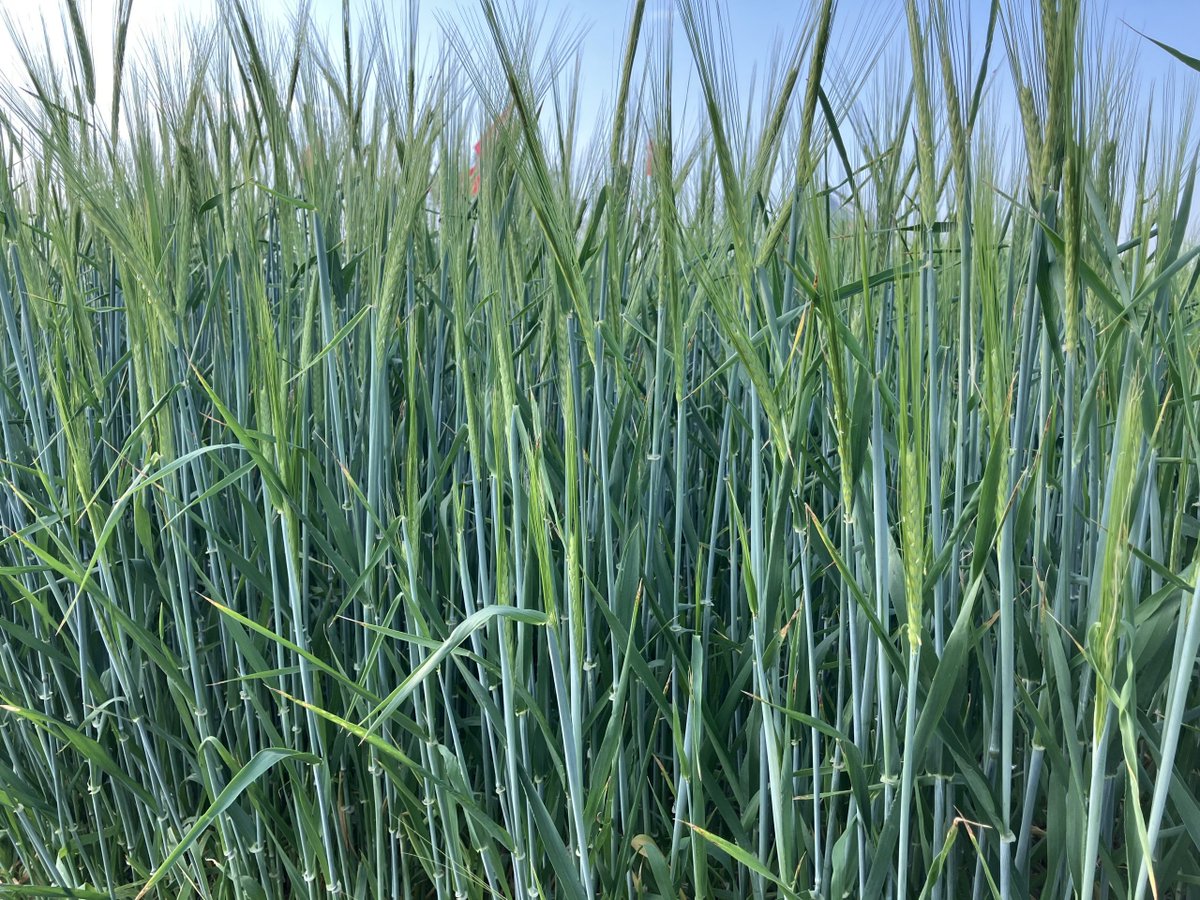 Canadian farmers plant less barley in 2025: Market Talk with Jerry Klassen. vist.ly/3zt62