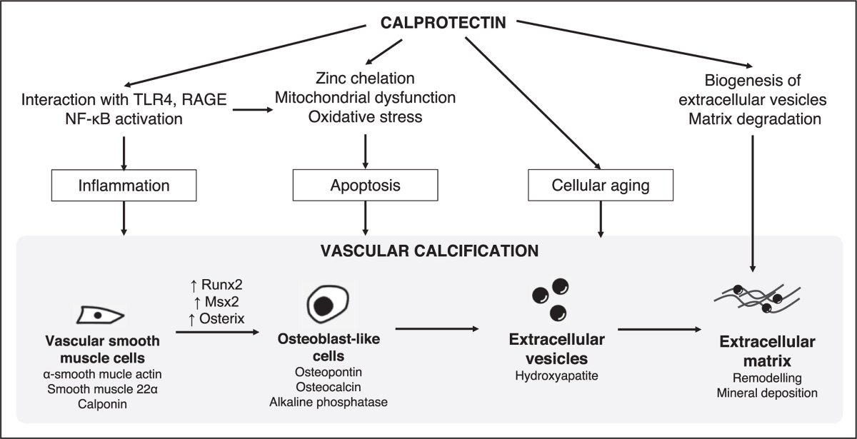 New Editor's pick alert! 📣

Read this review on the role of calprotectin in vascular calcification, from our Mineral Metabolism section. Authors highlight its potential as a therapeutic target. 

Check out this paper here, it's free to read! ⬇️  
🔗👉 ow.ly/tBQP50Wy4kq