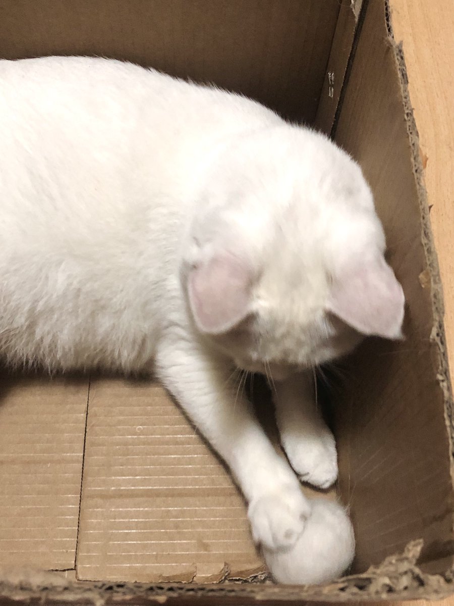 黄推福利内容 - 吊丝尸块姐的精彩图片 福利姬吊丝尸块姐分享的黄推图片4 - 网红私拍内容