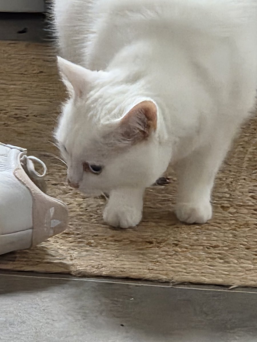 Ollie the Pappy & Cleo Kitty tweet media