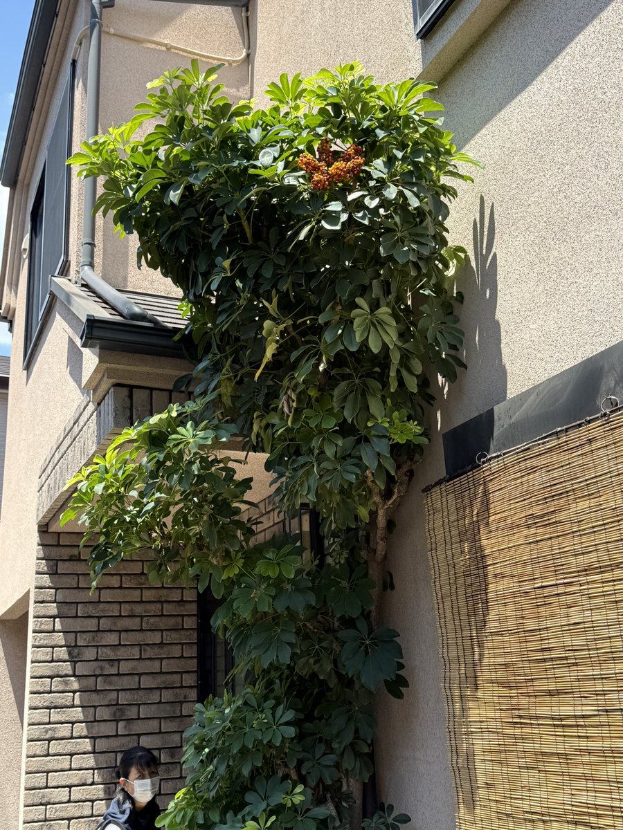 TT_OtaN's tweet photo. うちのカポック、20数年で初めて実がなりました。 https://t.co/UeEUSgoPQp