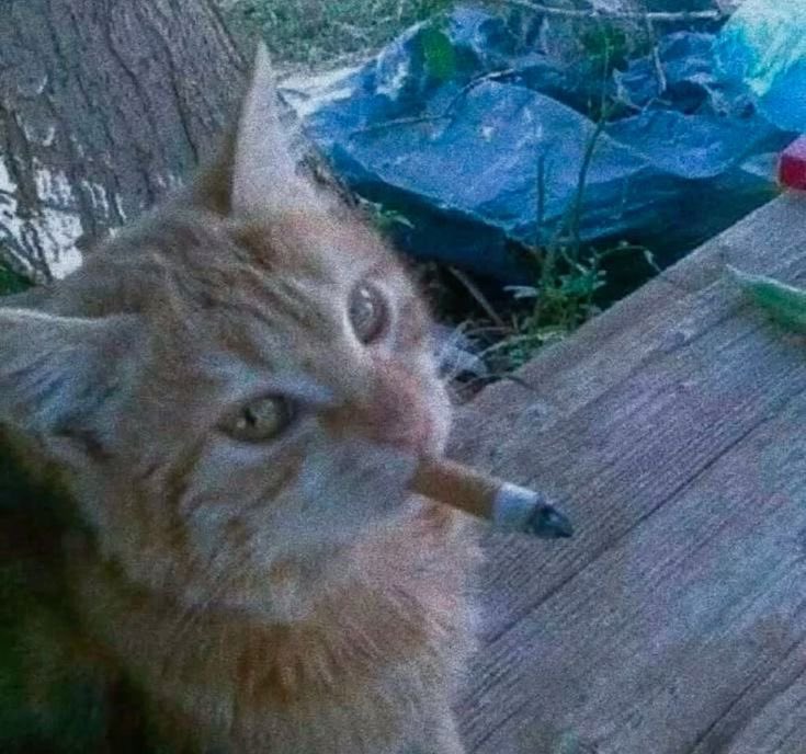 ROGER (@rogersocool) on Twitter photo 