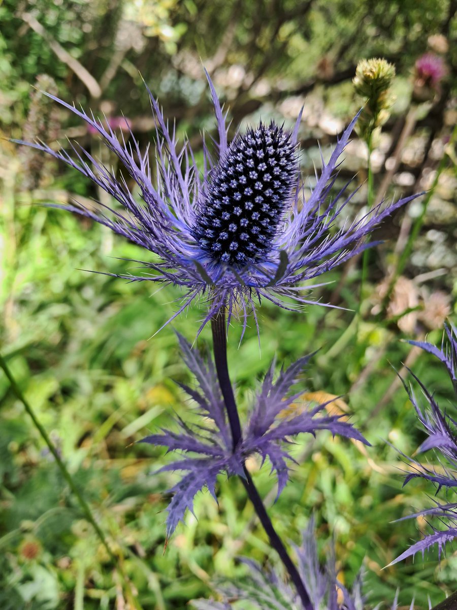 ForLilCreatures's tweet image. One of my favourite flowers of all tim, Queen of the Alps. 

How gorgeous are those colours. 😍