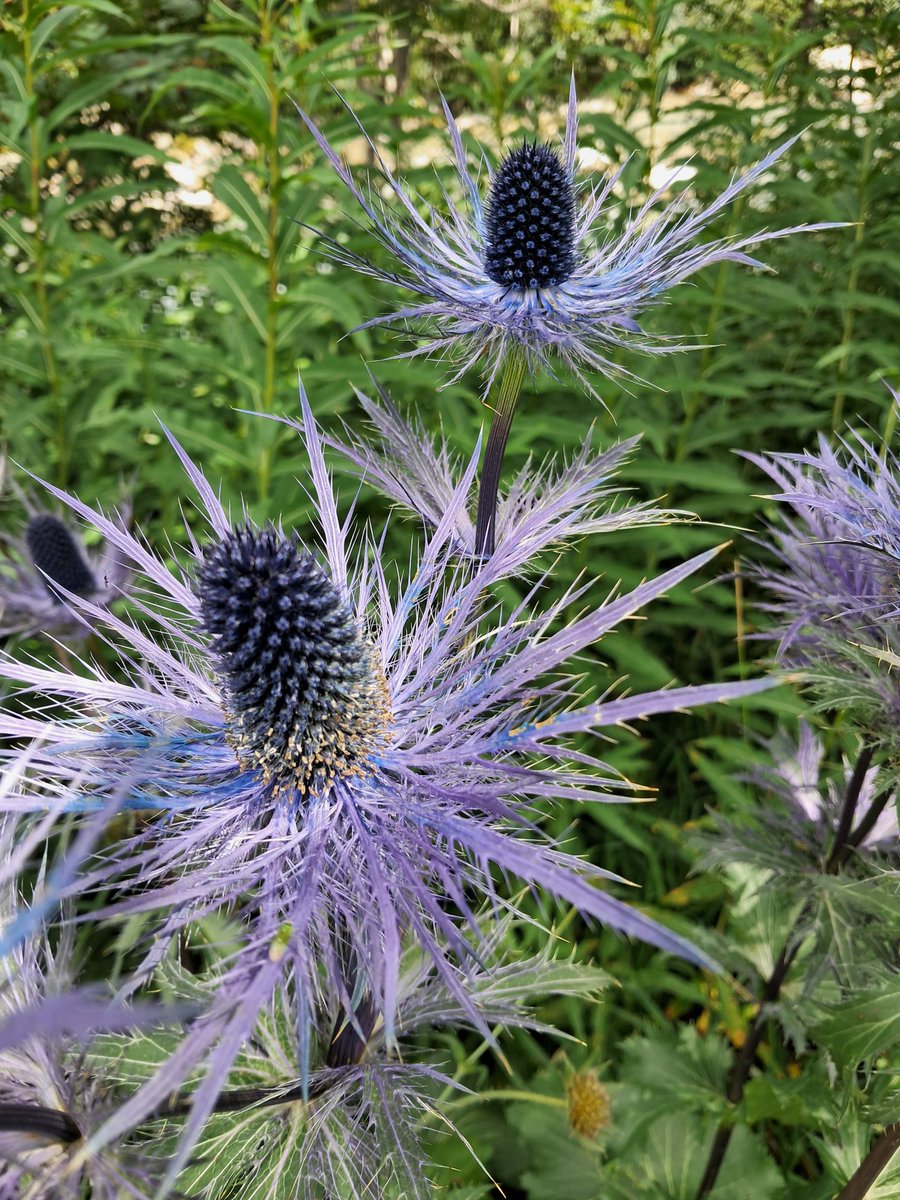 ForLilCreatures's tweet image. One of my favourite flowers of all tim, Queen of the Alps. 

How gorgeous are those colours. 😍