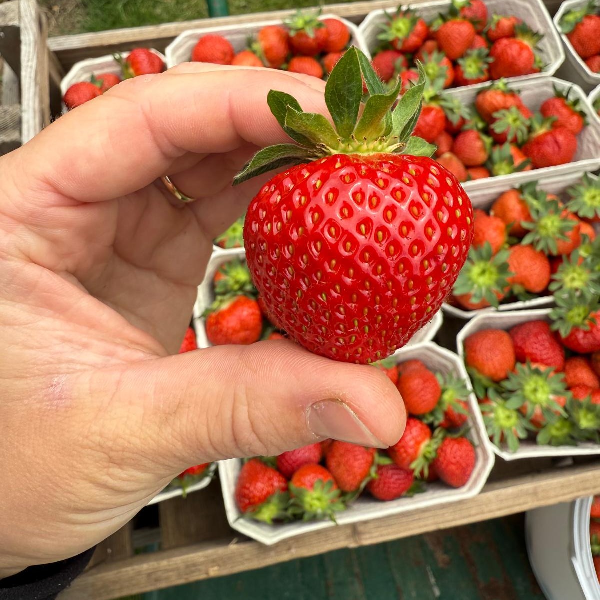 🍓PYO Update - last chance this weekend! 🍓

After a fantastic season, our strawberries are finally coming to an end 😩

The strawberry patch will be open from 10 am on Saturday  - don't miss out! 🏃‍♀️🏃‍♂️