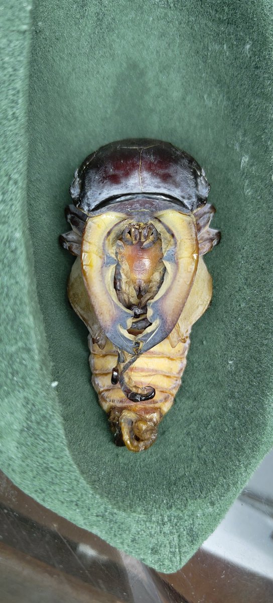 ボルネオフェモラリス
2024 wf1
88mmレコード超え
大顎が本当に短いですね。
他の個体との比率で考えると、
90〜91mmには届いたはずです。 