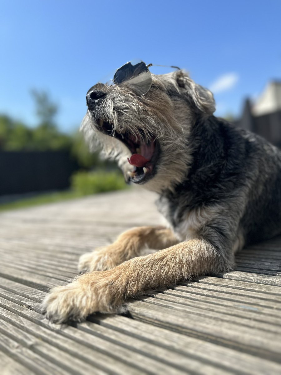 News is reaching me 🌈 that’s I haven’t popped along for #ThrowbackThursday to say hello to my pals. It’s been a whole month here OTRB 🌈 and whilst it’s all fun and games 🌈 I do miss seeing my pals *paw punch* and giving my olds the stink eye #ScrappyNelson #dogsofX #btposse