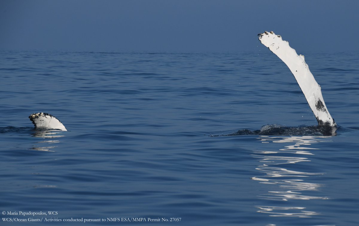 Life is booming in the New York Bight. The <a href="/WCSocean/">WCS Ocean</a> Giants team saw fin whales, humpbacks, and common dolphins all feeding together.

At the surface, two different pectoral fins emerged, a side-lunging fin whale and a fin-slapping humpback. A feeding frenzy on a fave prey type.