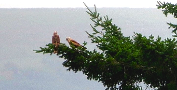 2 Red Kites flew into conifers to roost as dusk fell on County Durham last night. <a href="/teesbirds1/">teesbirds</a> <a href="/DurhamBirdClub/">Durham Bird Club</a>