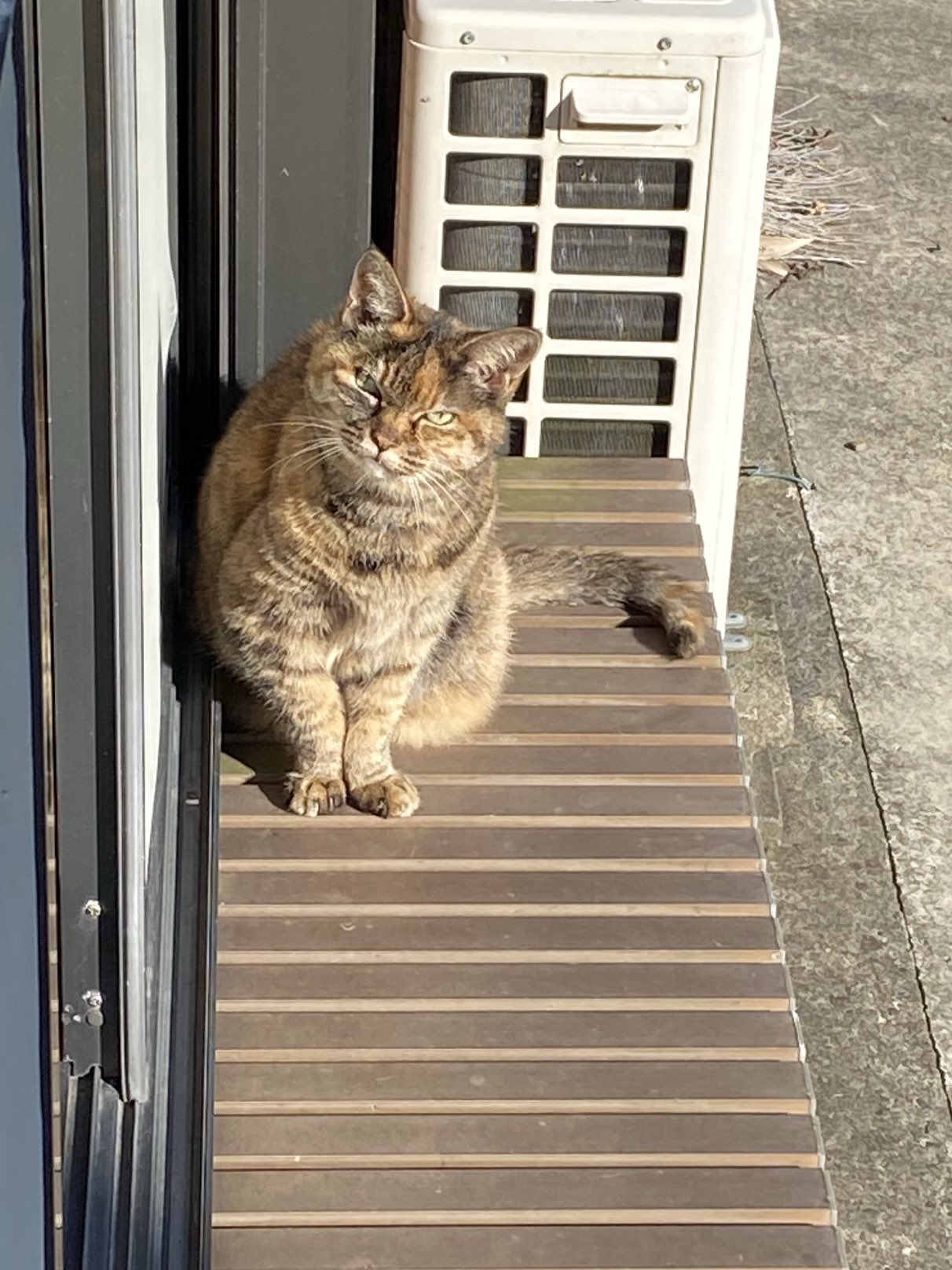 猫先輩 ねこ先輩 on X: 
