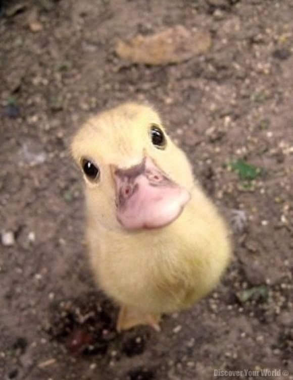 The Duck Poster (@theduckposter) on Twitter photo 