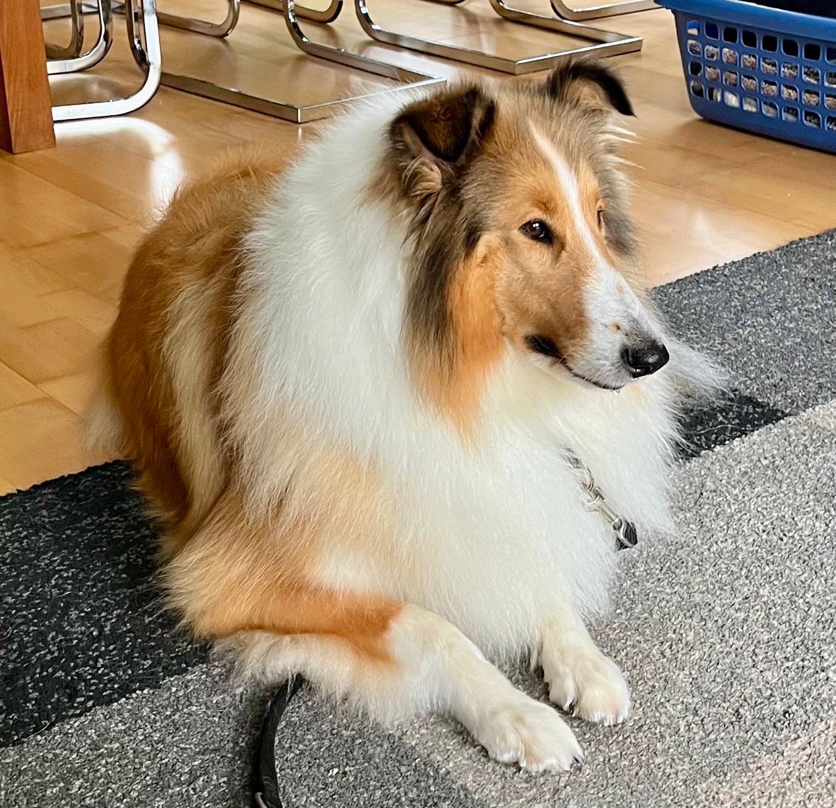 Collietag! 🤗
Baden, blowern, bürsten und schon ist Arya wieder fluffigfein und wunderschön. 
#hundefriseurin #colliefriseurin