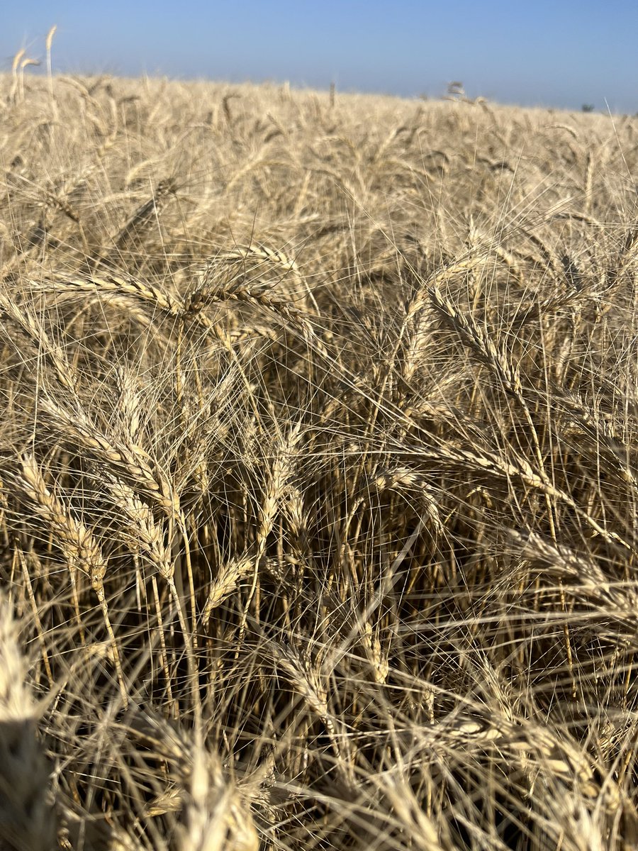 Willms Seeds tweet media