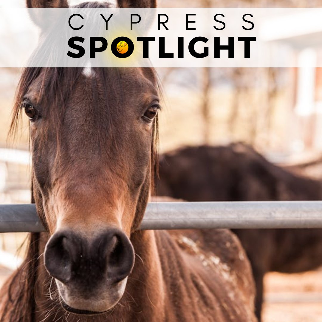 🔦 Cypress SPOTLIGHT: Blue Sky Veterinary Services

Blue Sky Veterinary Services offers top-notch health services for your animals! Equine, Bovine, and general small animals are all well serviced at Blue Sky.

#CypressCounty #CypressSpotlight