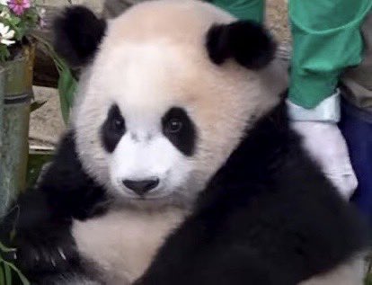 파후치와                                 루돌할손