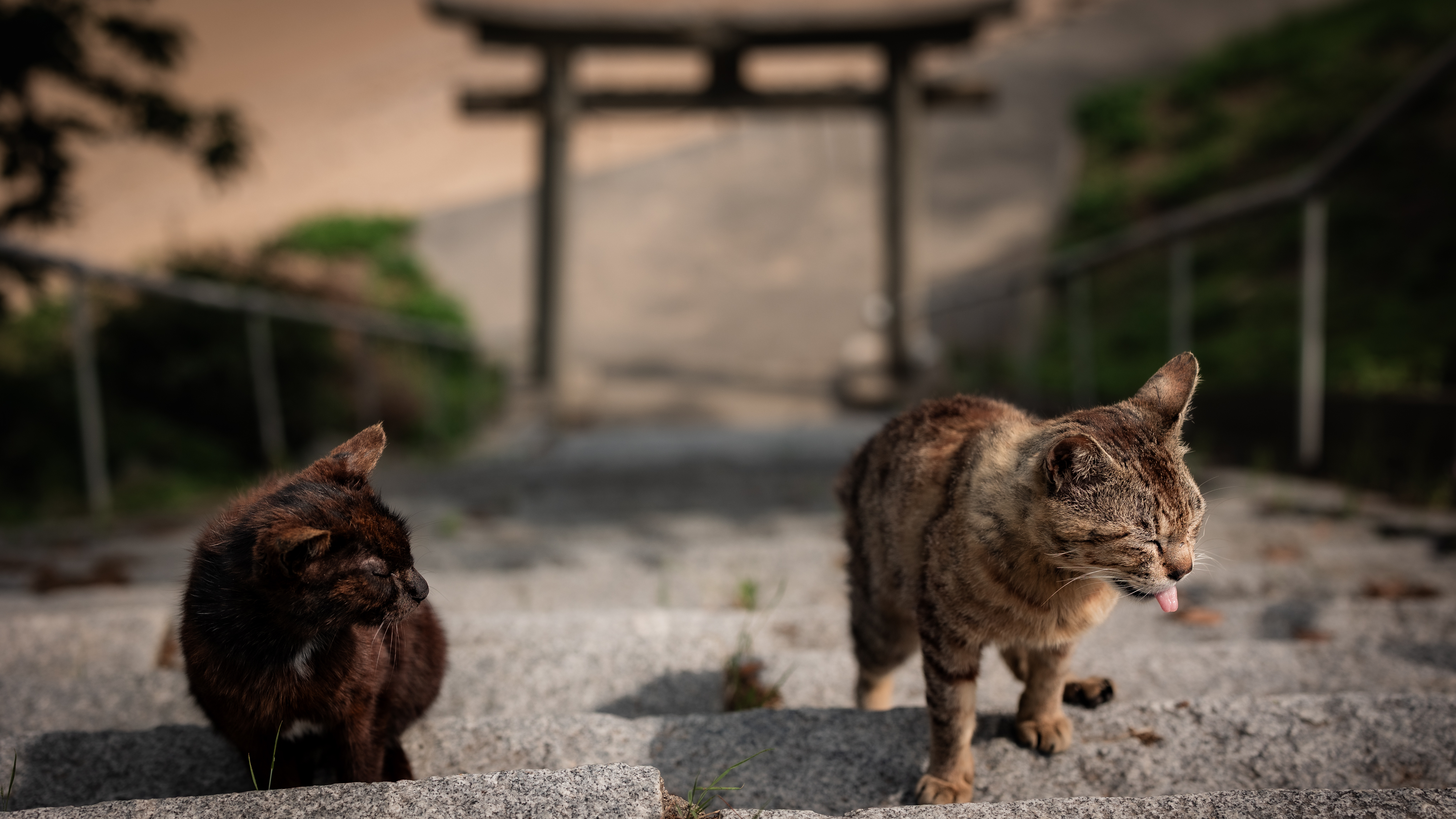 プカプカ猫　in　sky foxrepublic_postcard-cat166