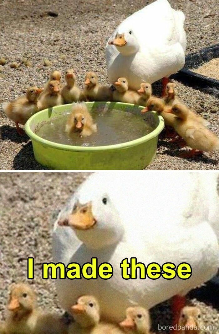 The Duck Poster (@theduckposter) on Twitter photo 