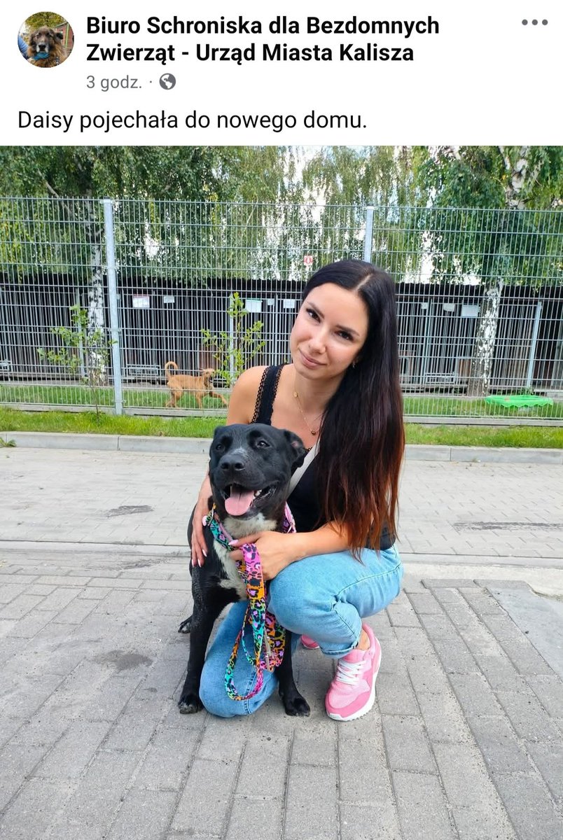 Kochani ❗ Mam cudne wieści ze schroniska w Kaliszu🥰 
DAISY 🐕ma🏡i swoich kochających CZŁOWIEKÓW 🥹🥳💗 Bądź szczęśliwa Maleńka 😘🫶🏼🍀🐾 
#NieKupujAdoptuj