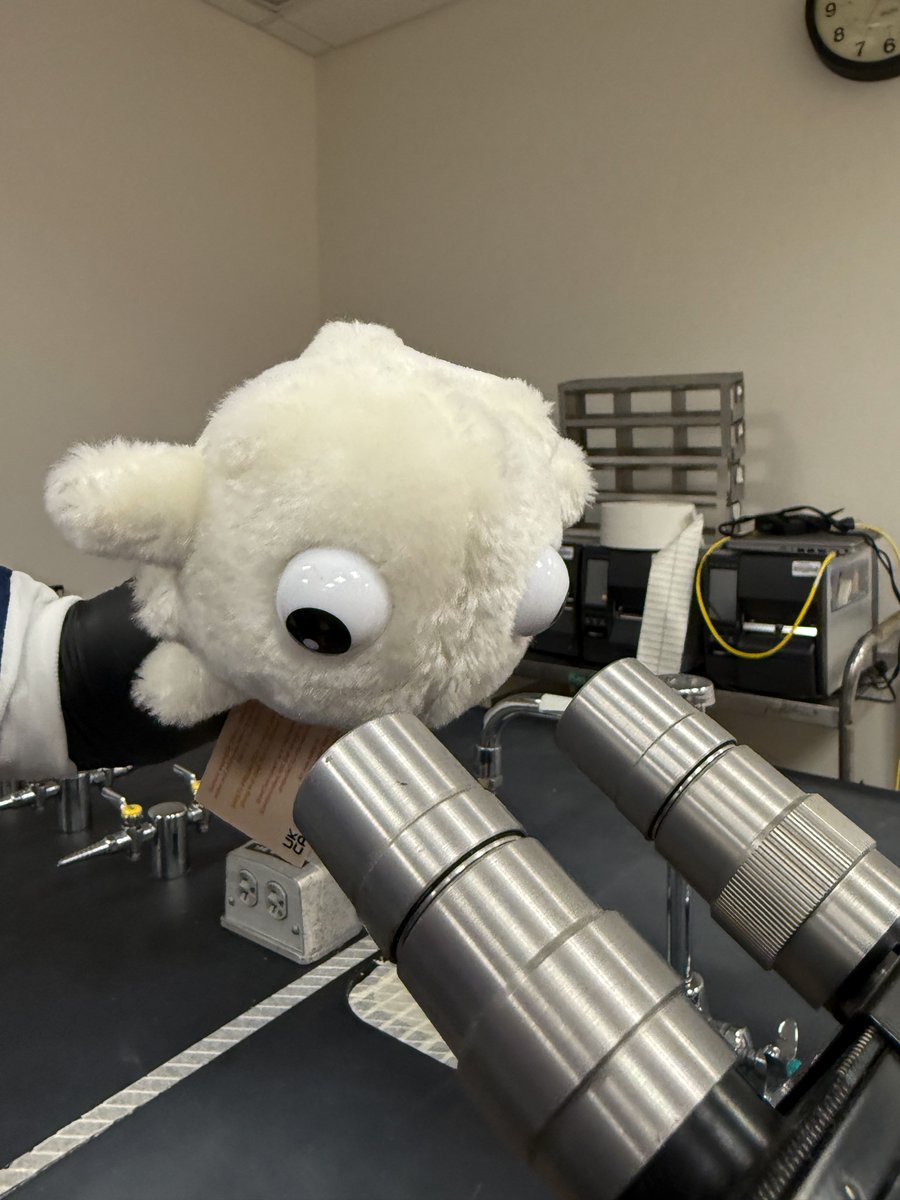 GIANTmicrobes's tweet image. 🫀 Feel the Flow! Get 20% OFF all Heart & Blood plushies with code GMHEART2520 🩸
From Heart & RBC to Antibody & Plasma - cardiology has never been this cuddly.
Shop now: giantmicrobes.com/us/main/blood-…
#GIANTmicrobes #HeartHealth #STEMHumor #BloodCells #Science #Organs #Cardiology
