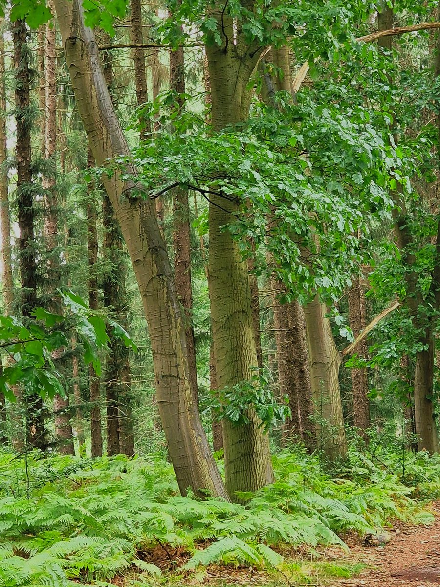 Good evening my lovely friends. Yesterday deep in the forest. 🍃