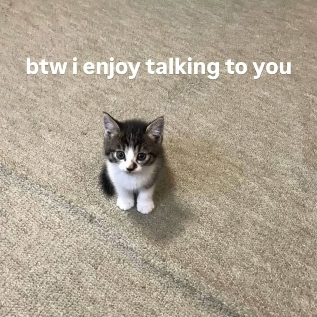 Punch Cat tweet media
